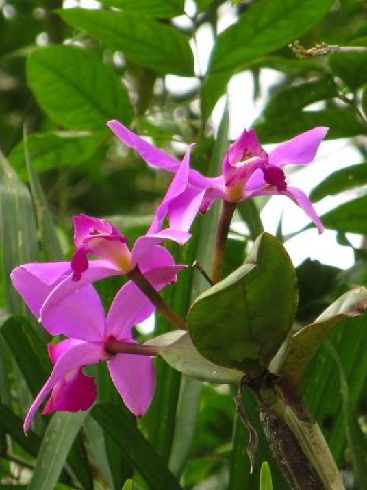 amazon_jungel_beautiful_orchids2_small